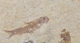 Five Fossil Fish (Knightia) Plate- Wyoming #111243-2